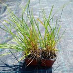 Ostrevka dlhosteblová (Sesleria heufleriana) ‘BLUE PORCUPINE’® - kont. P9/P11